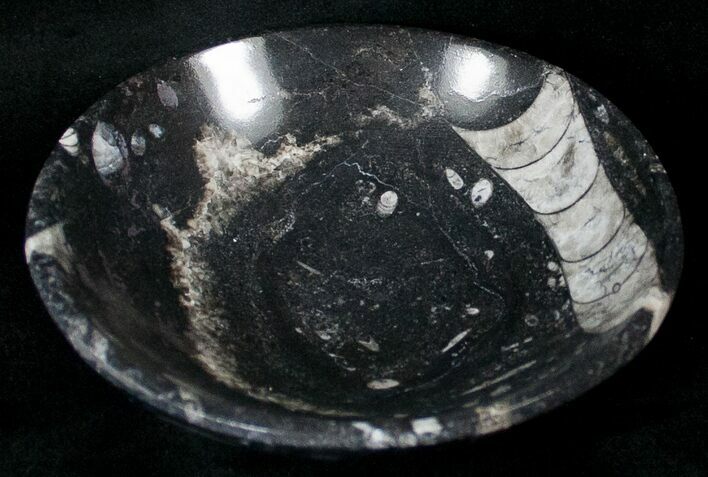 Fossil Goniatite Bowl - Stoneware #18050